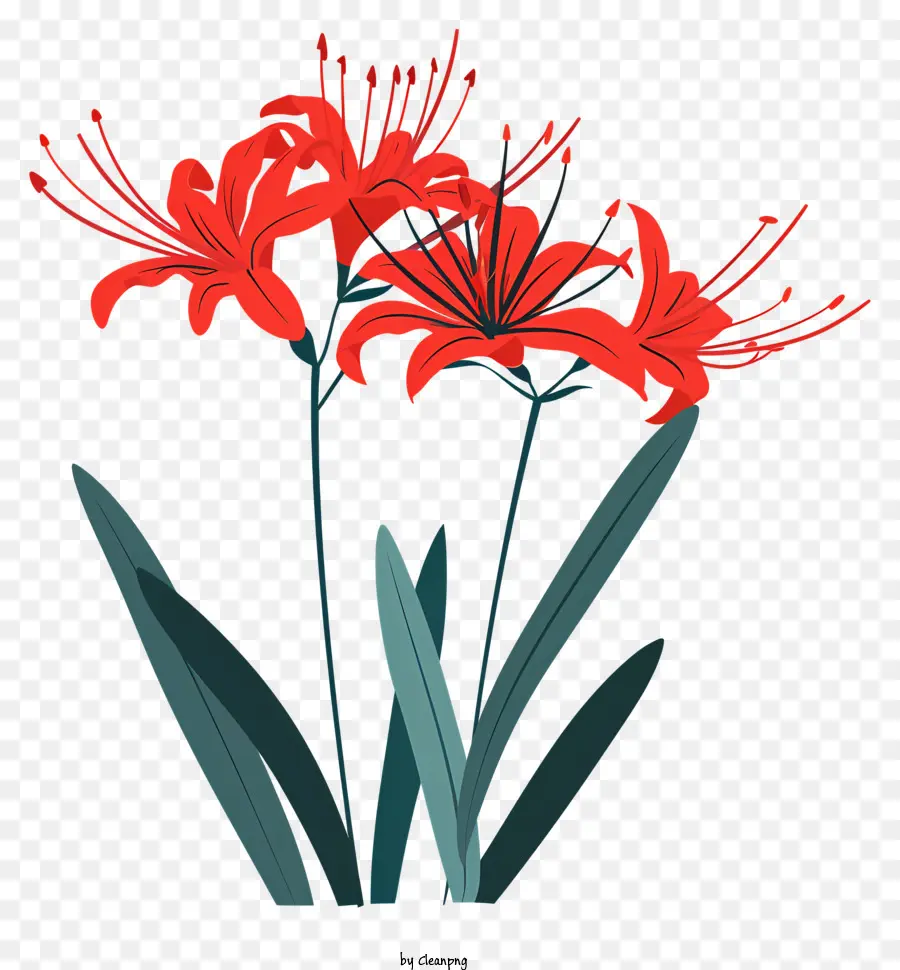 Красный паук Лили，Красные лилии PNG