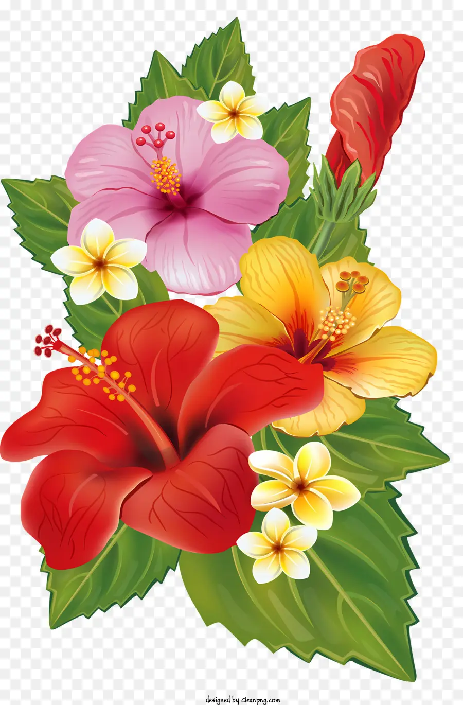 цветы，цветы гибискуса PNG