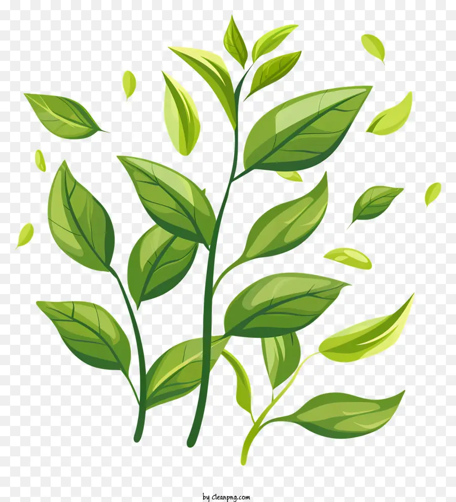 листья зеленого чая，зеленое растение PNG