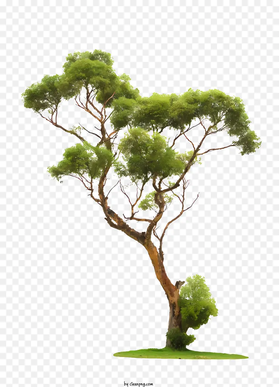 цветы，зеленое дерево PNG
