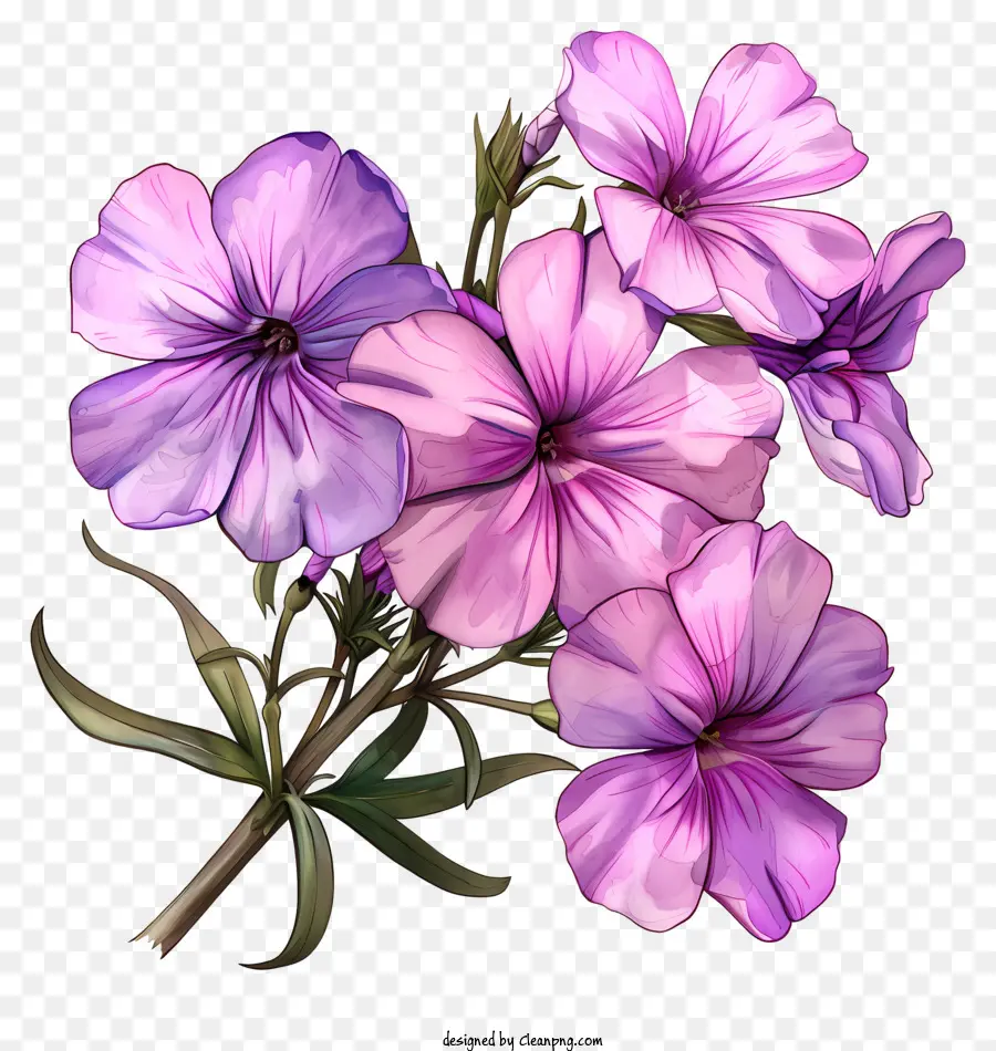 ползучий флокс，весенний цветок PNG