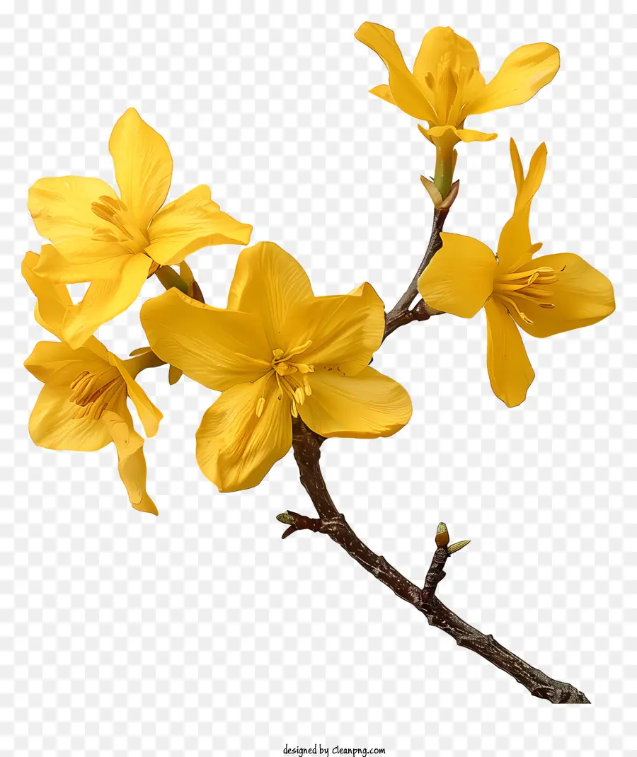 Форсайть цветок，весенний цветок PNG