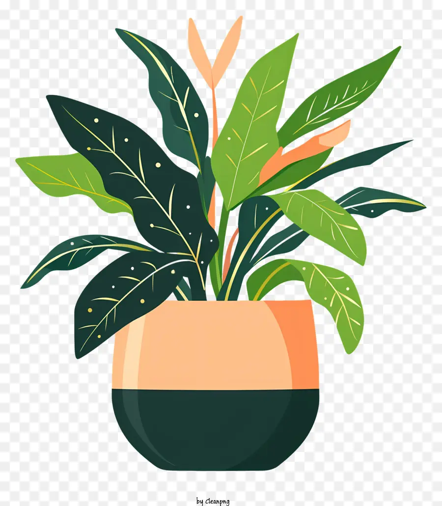 Комнатное растение，комнатные растения PNG