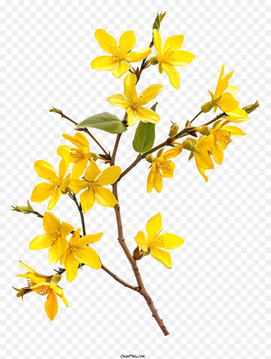Форсайть цветок，весенний цветок PNG