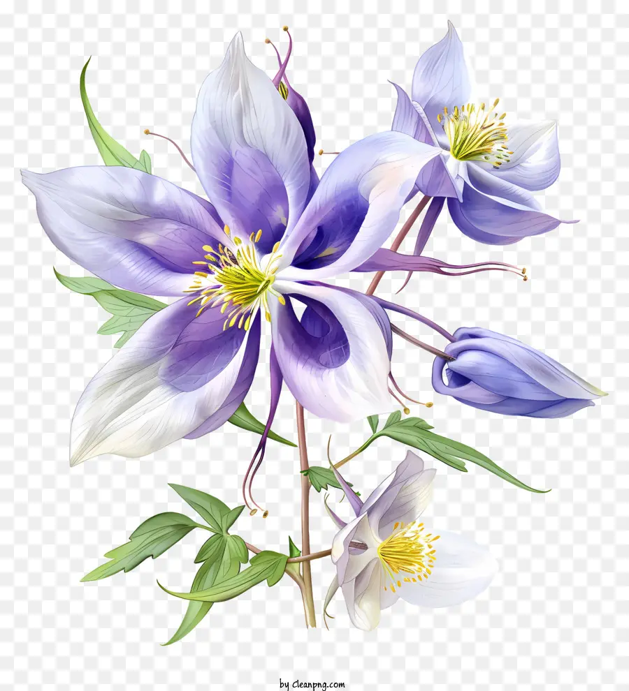 Колумбинский цветок，весенний цветок PNG
