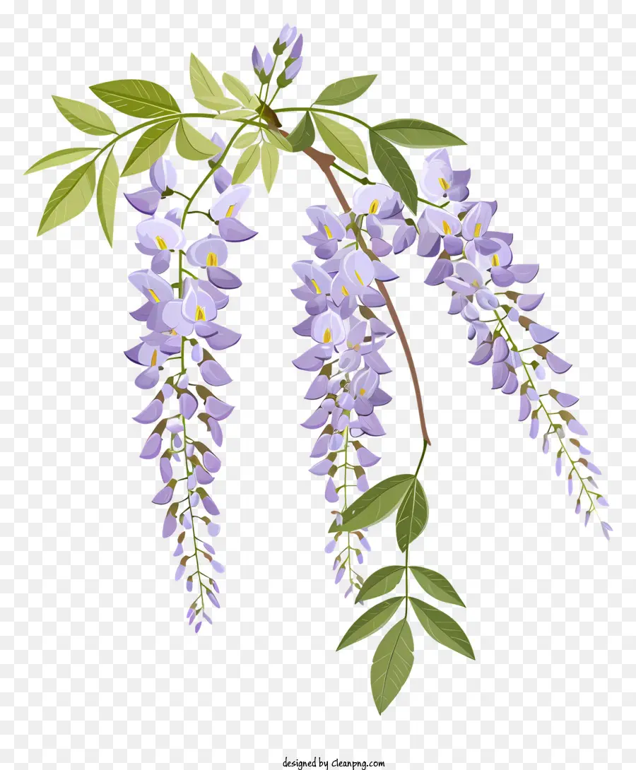 Глициния，цветение винограда PNG