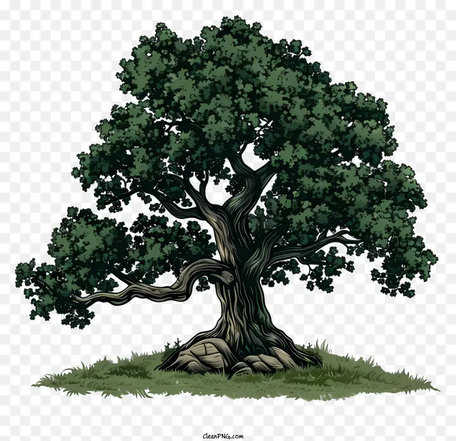 силуэт дерева，Oak Tree PNG