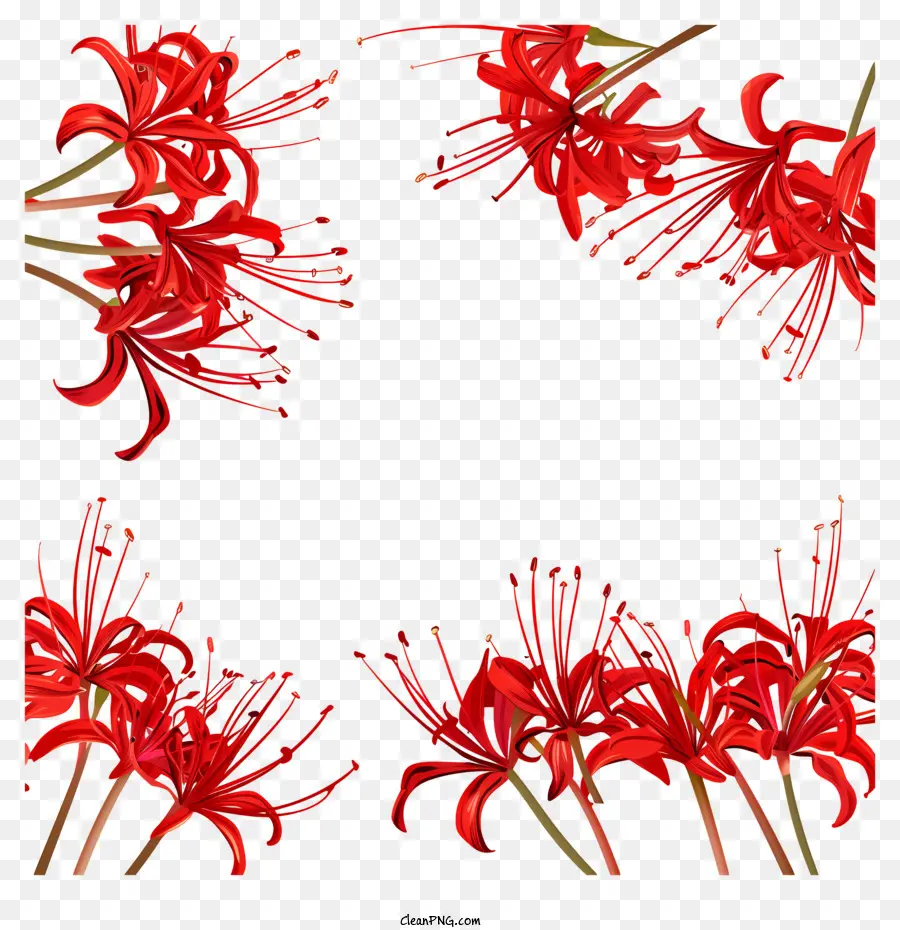 Красный паук Лили，Красная лилия цветы PNG