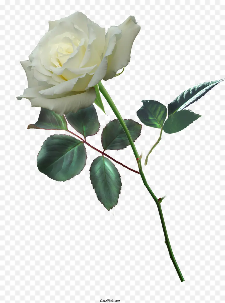 Розы，Белая Роза PNG