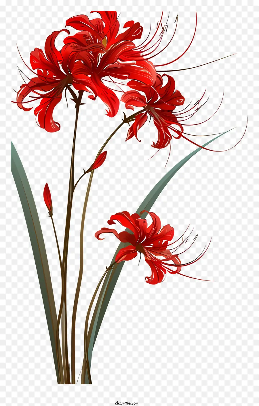 Красный паук Лили，Красная Лилия PNG