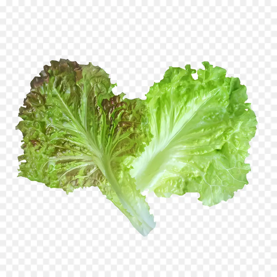 Лист，Lettuce PNG