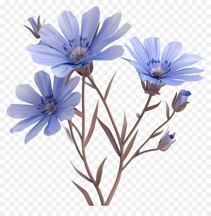 Цикорий，синие цветы PNG