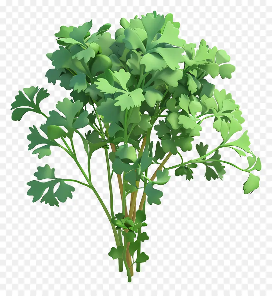 кинза，зеленое растение PNG