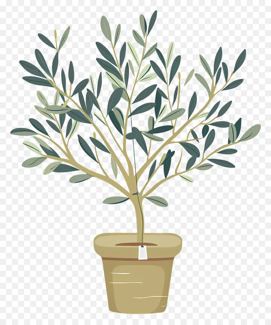 оливковое дерево，горшечные растения PNG