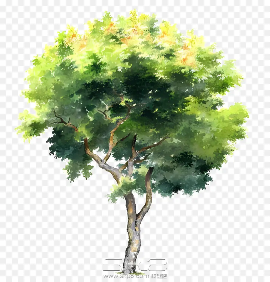 Лист，картина дерево PNG
