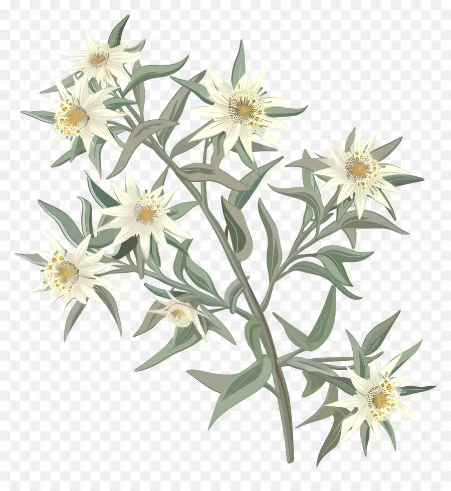 Эдельвейс，полевые цветы PNG