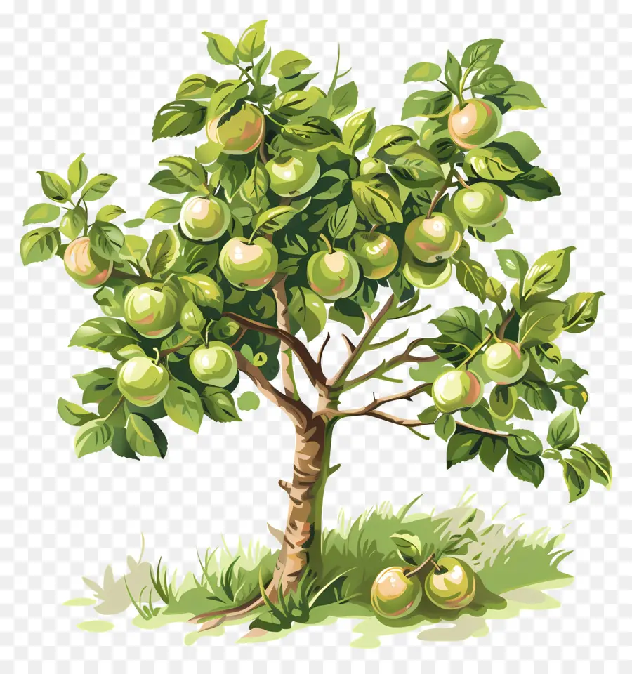 сад，яблоня PNG