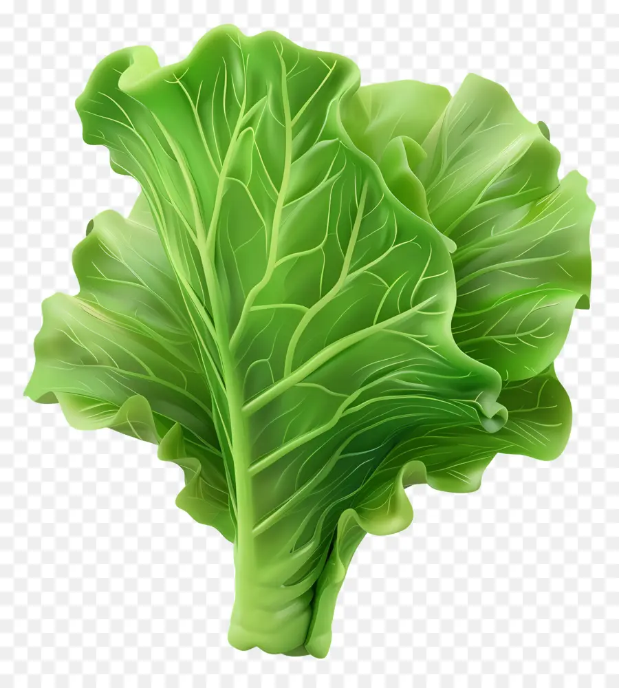 Lettuce，Листовый зеленый овощ PNG