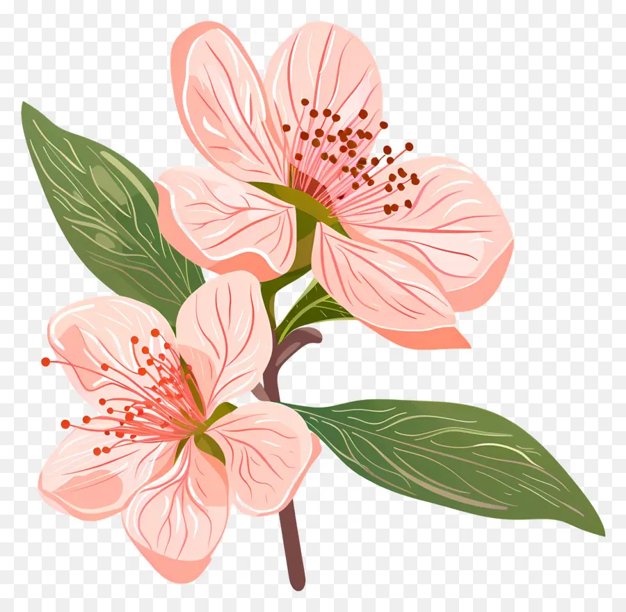 персик，розовый цветок PNG