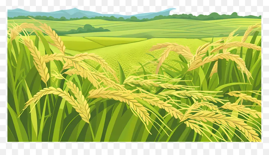 рисовое поле，Пшеницы PNG