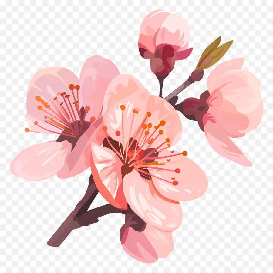 персик，Розовое цветущее дерево PNG
