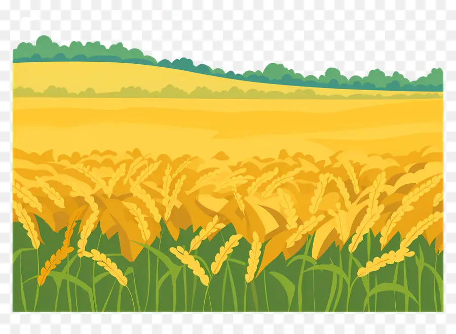 Полевое поле，пшеничные культуры PNG