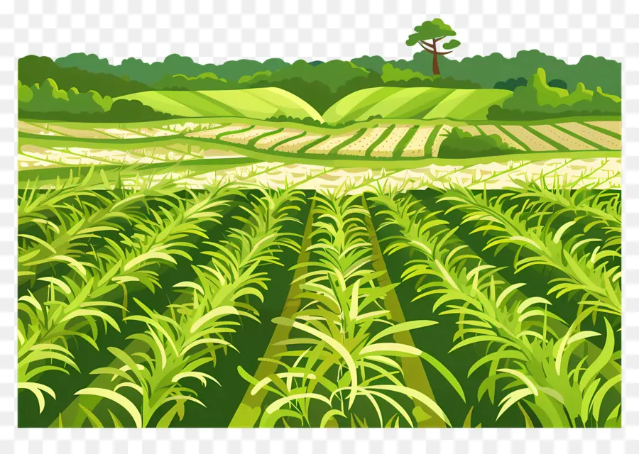 Рисовое поле，рис PNG