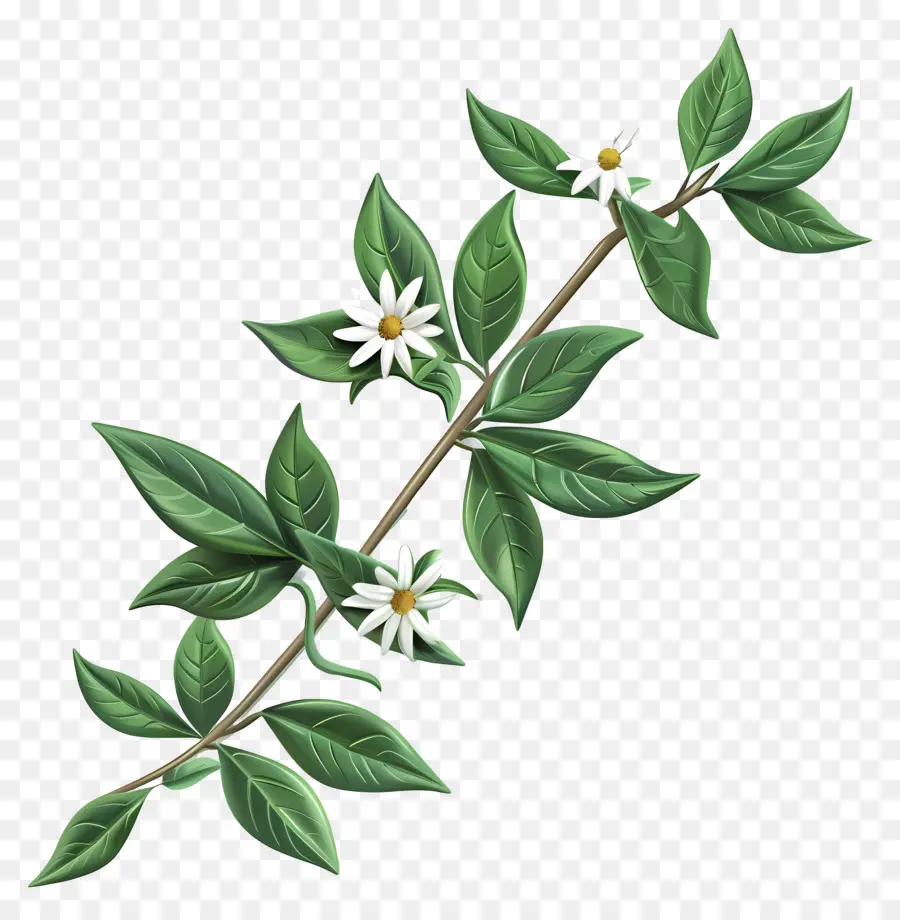Эдельвейс，белые цветы PNG