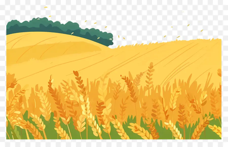 Полевое поле，поле пшеницы PNG