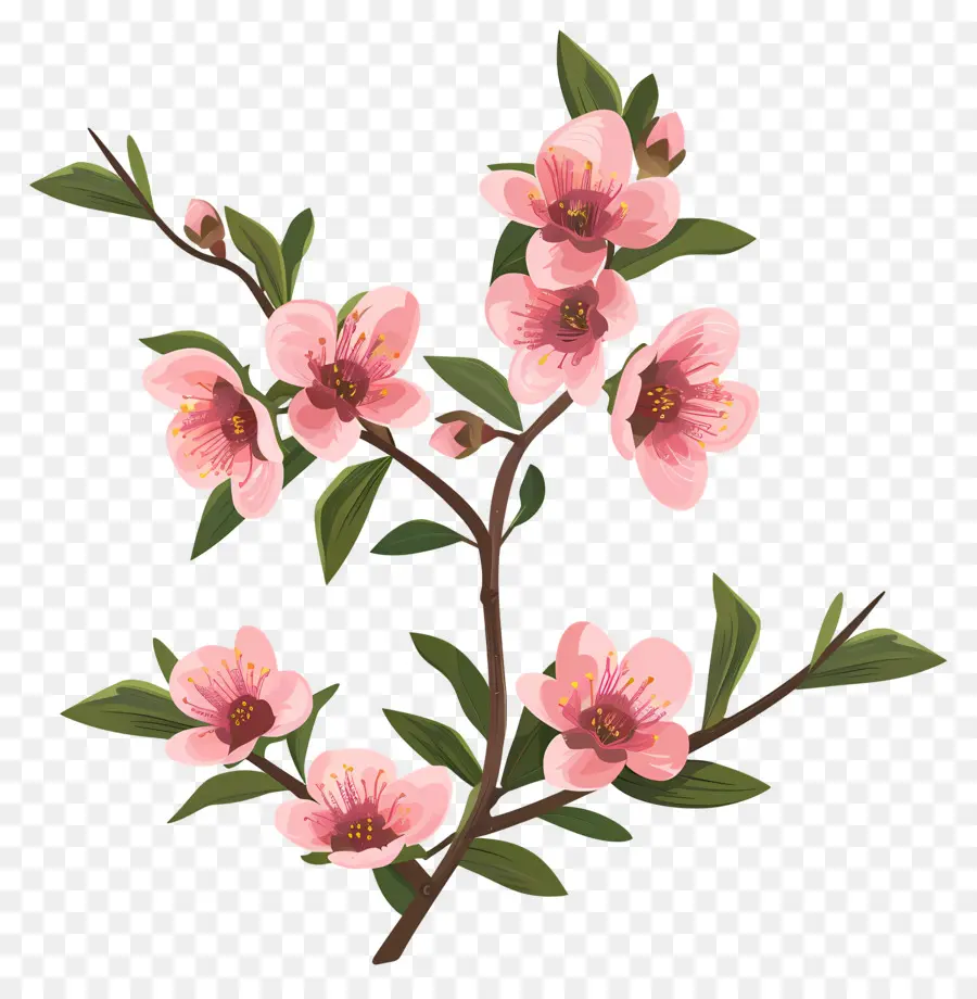 персик，розовые цветы PNG