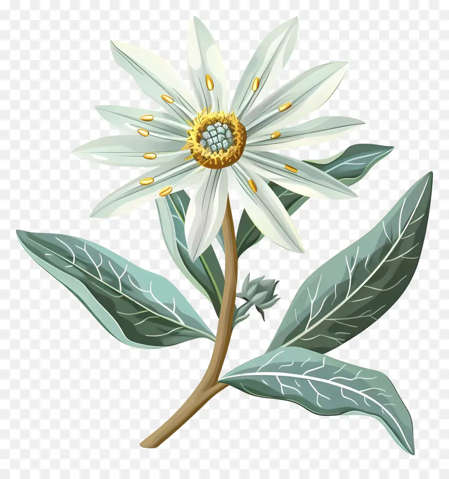 Эдельвейс，белый цветок PNG