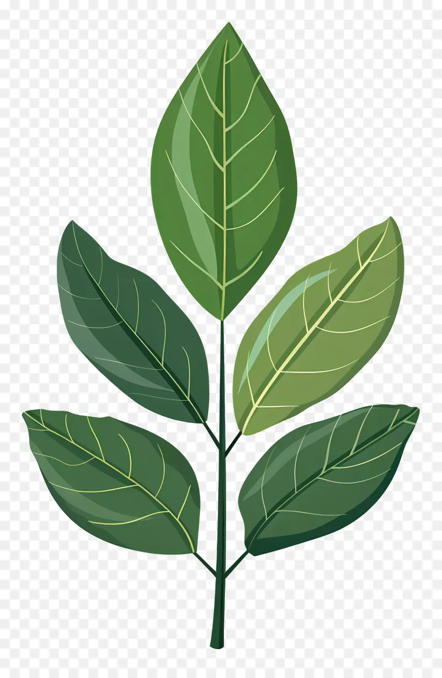 Вишневый лист，зеленый лист PNG
