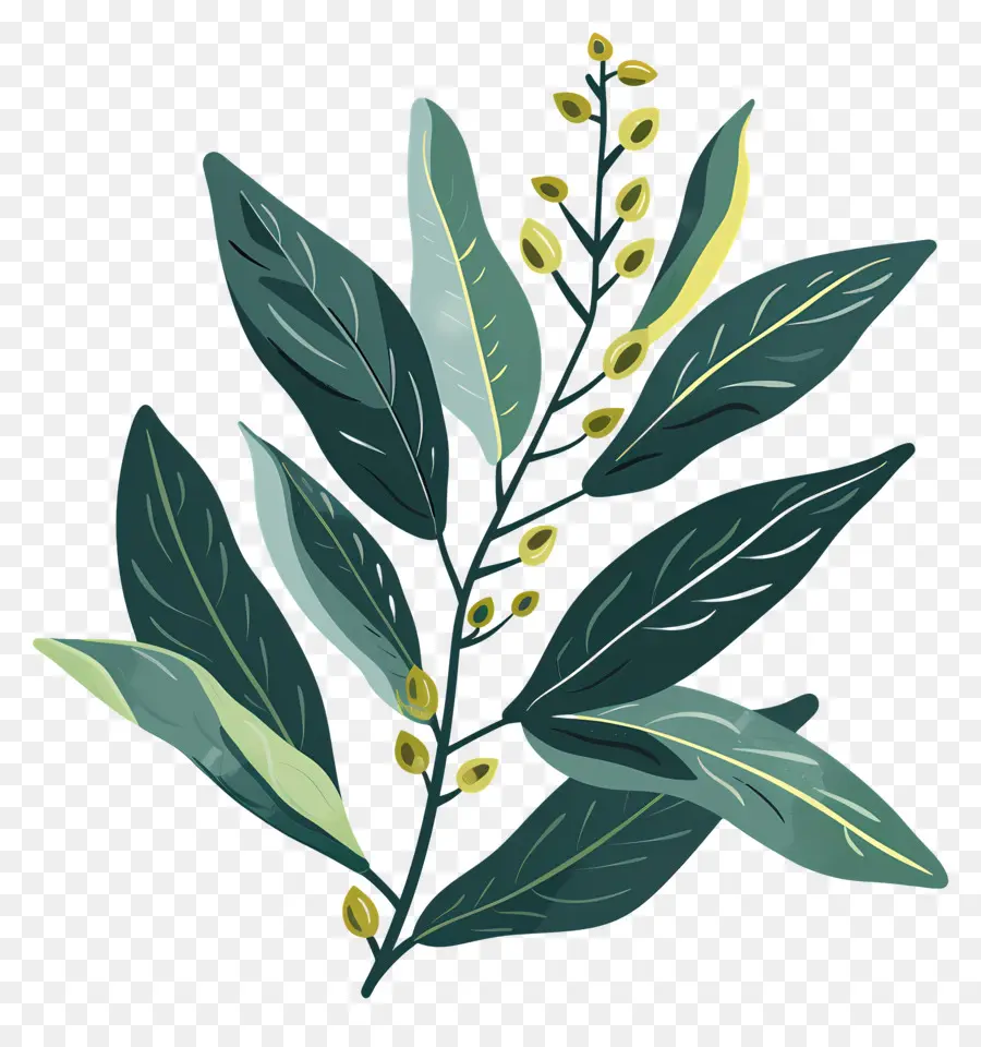 Лавр，зеленое растение PNG