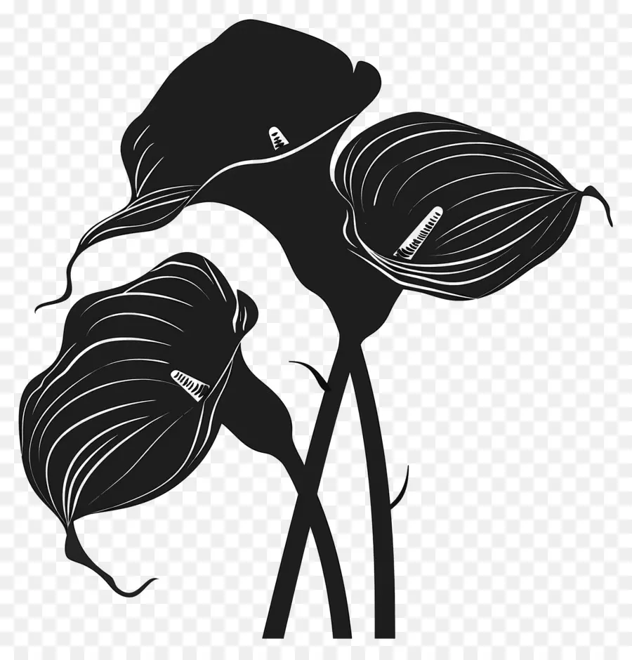 цветы силуэт，Черные Калла Лилии PNG