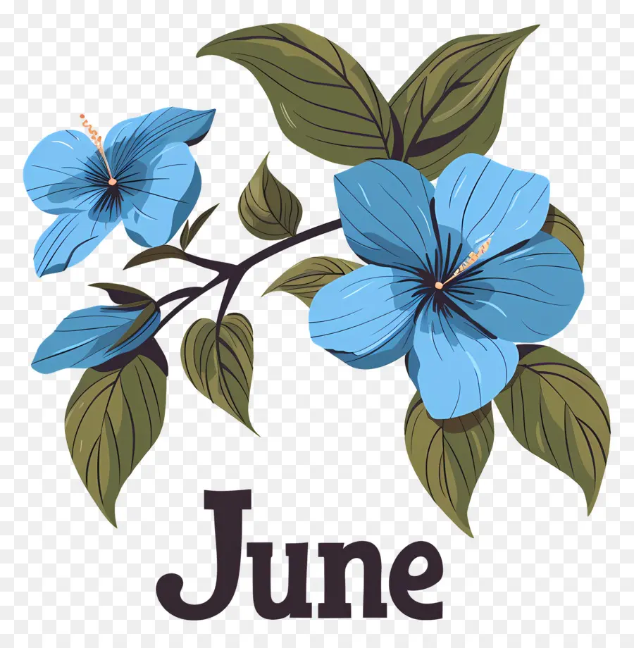 привет июня，Голубые цветы гибискуса PNG
