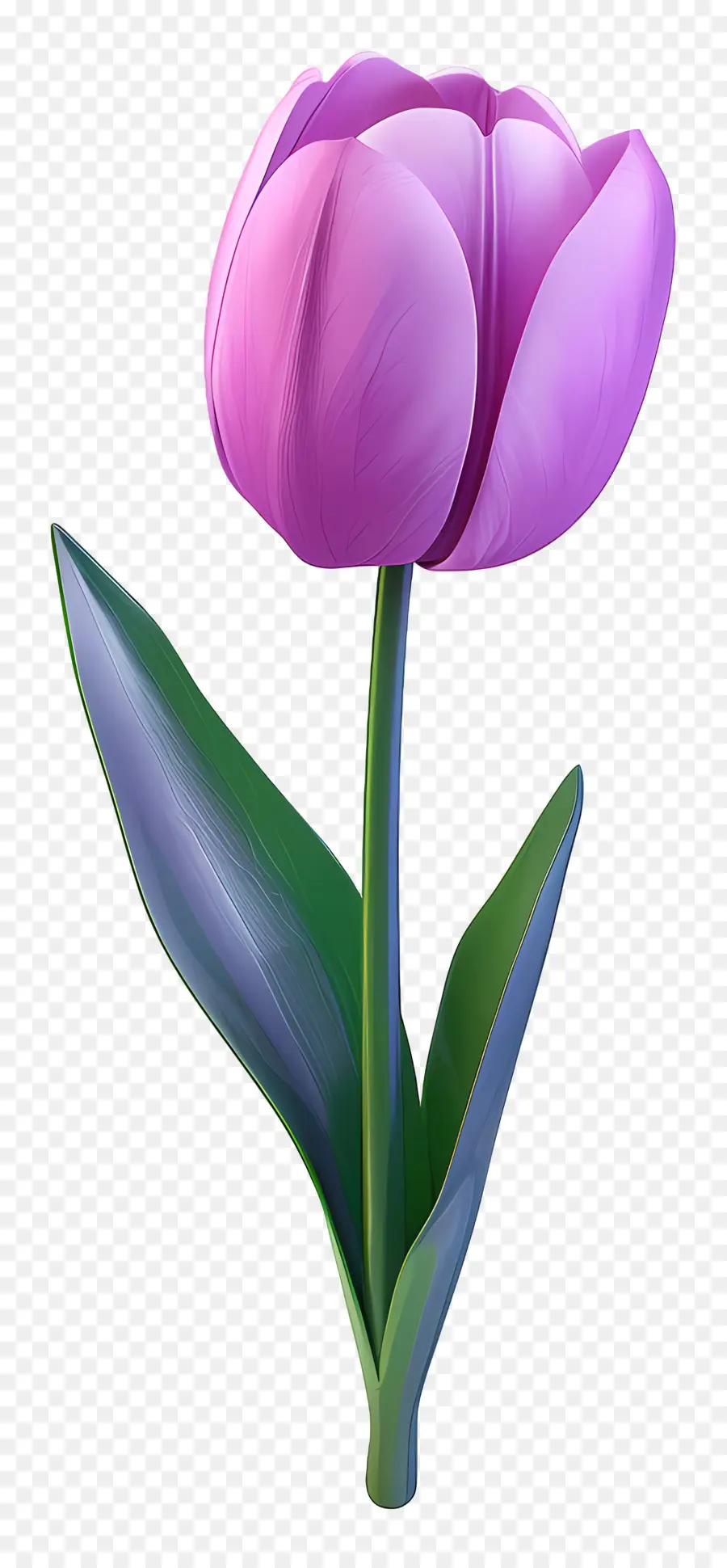 фиолетовый тюльпан，цветок PNG