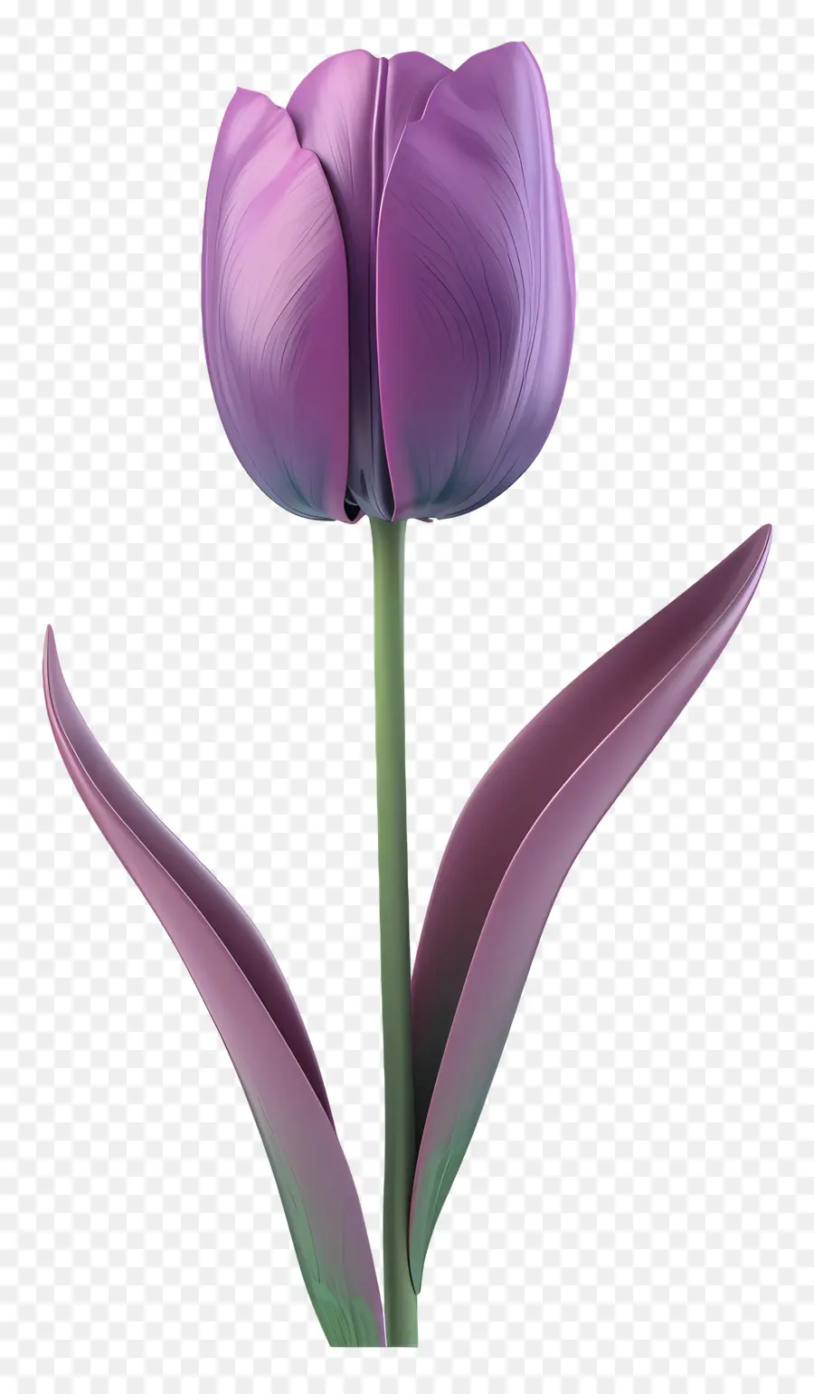 фиолетовый тюльпан，розовый тюльпан PNG