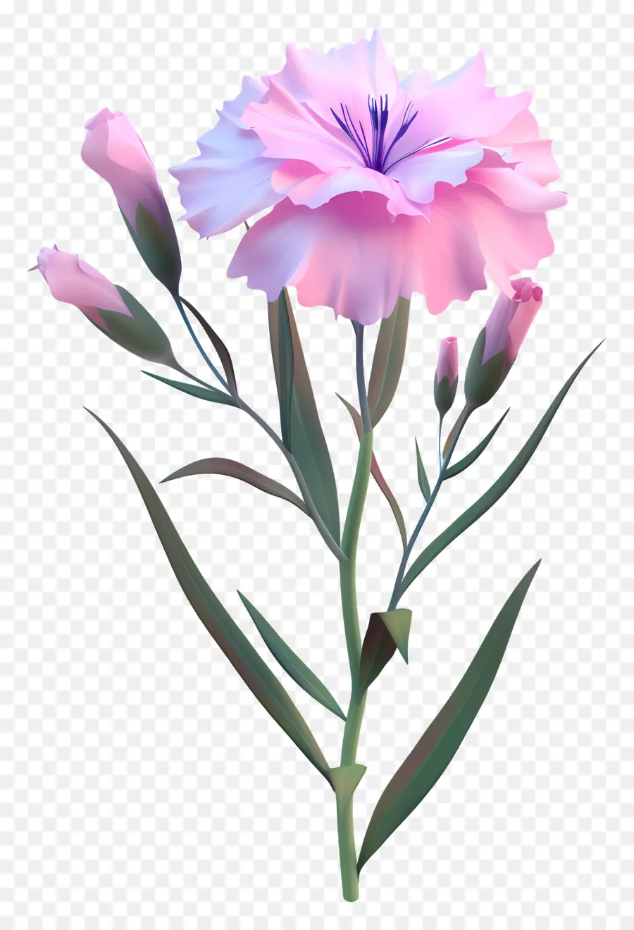 Цветок Дианта，цветок PNG