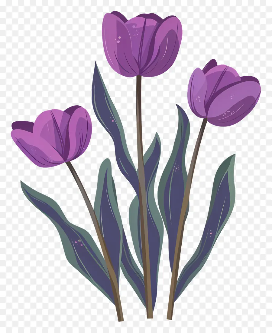 фиолетовые тюльпаны，Розовые тюльпаны PNG