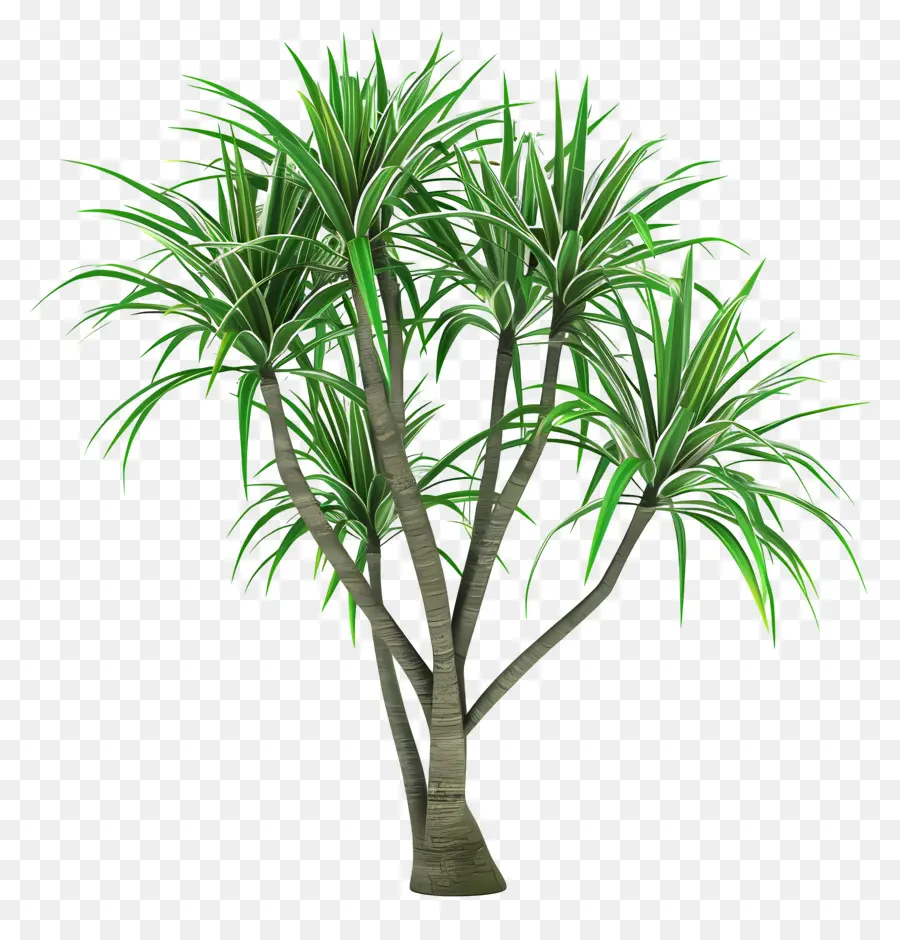 драцена，зеленое дерево PNG