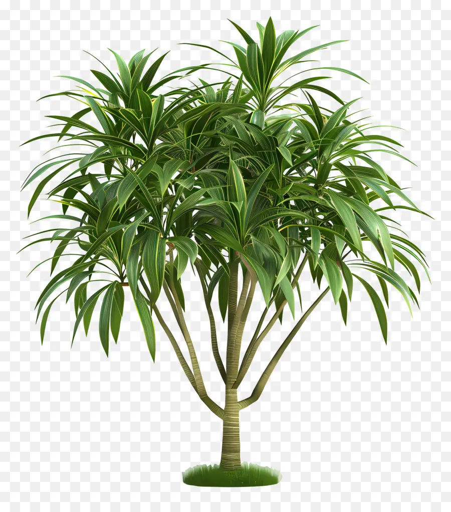 драцена，зеленое растение PNG