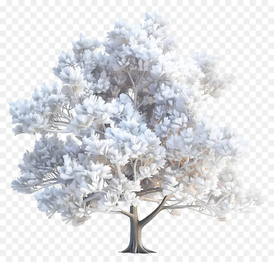 Белая сосна，Дерево PNG