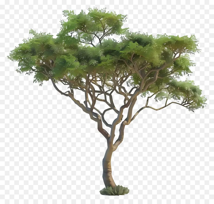 дерево акации，пустынное дерево PNG