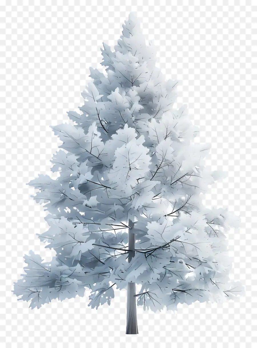 Белая сосна，Снежное дерево PNG