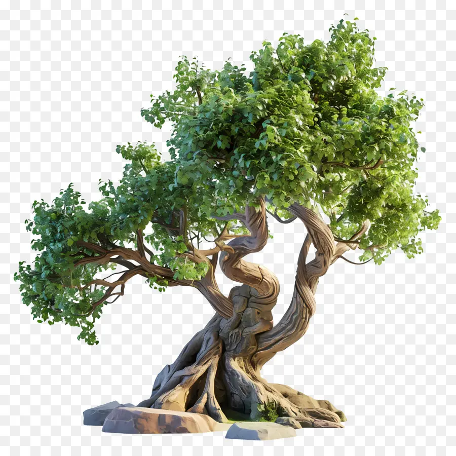 Oak Tree，бонсай дерево PNG