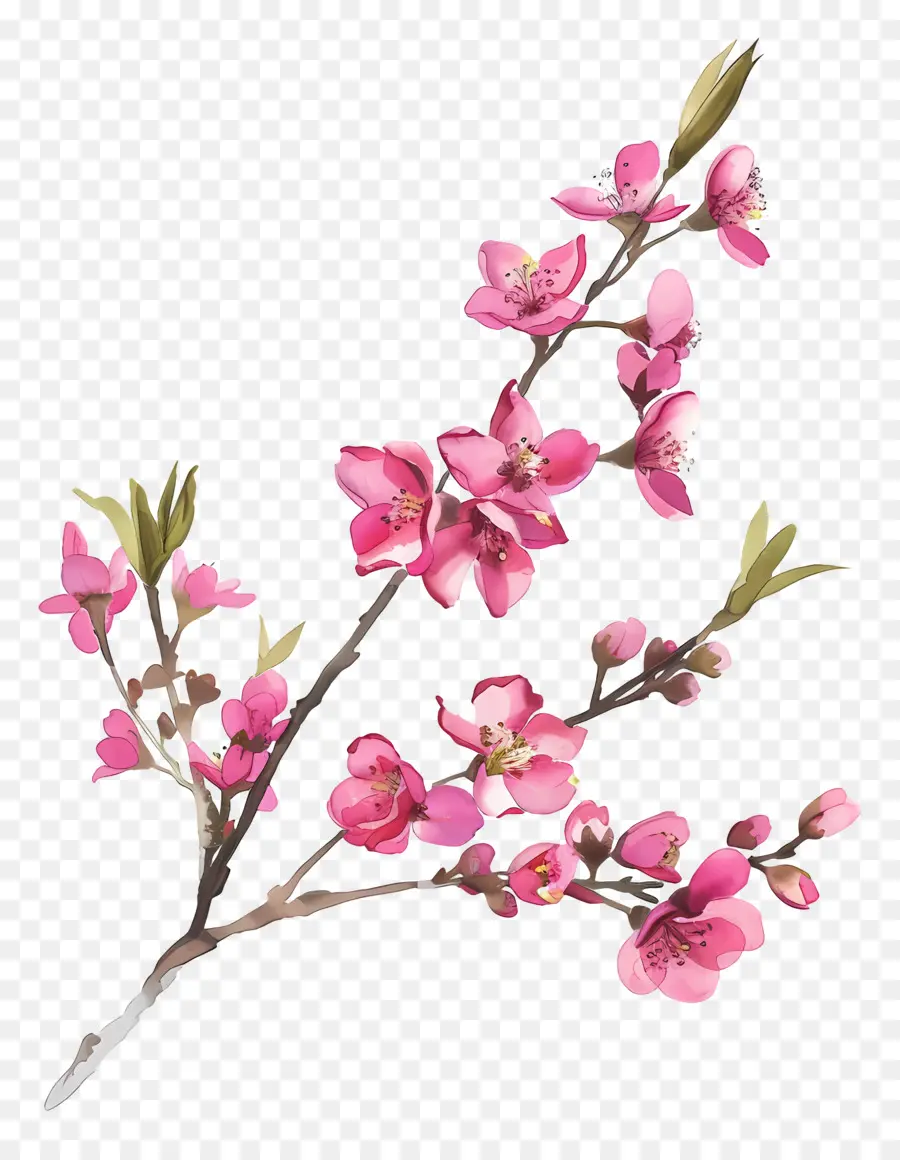 Розовые цветы，розовый цветок ветвь дерева PNG