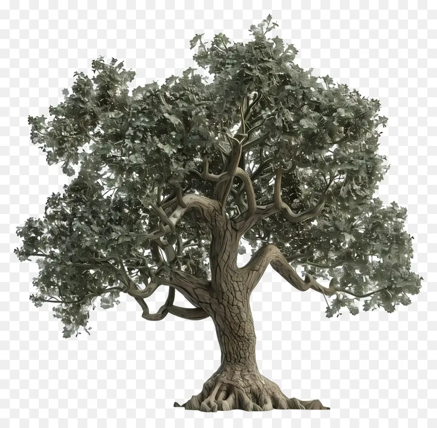 Oak Tree，филиалы PNG