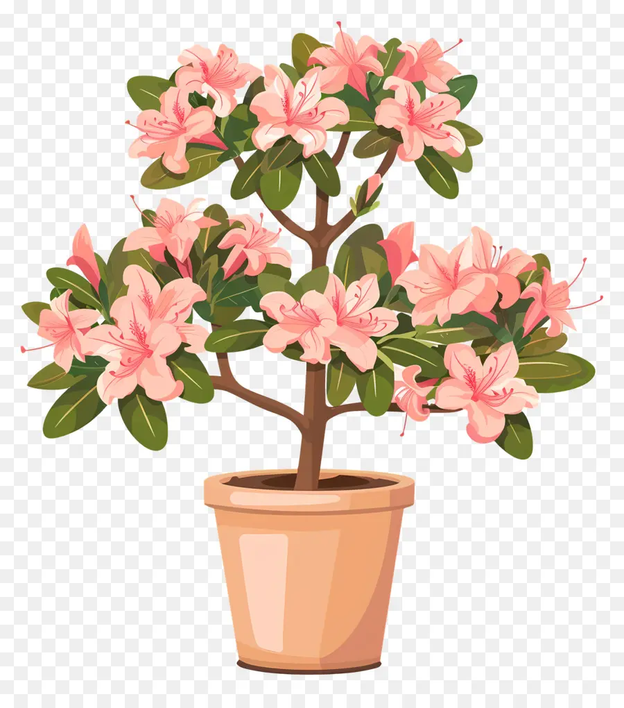 Азалия растение，Горшечный цветок PNG