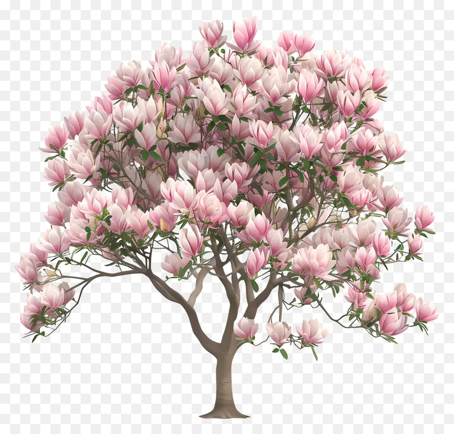 магнолия дерево，розовые цветы PNG