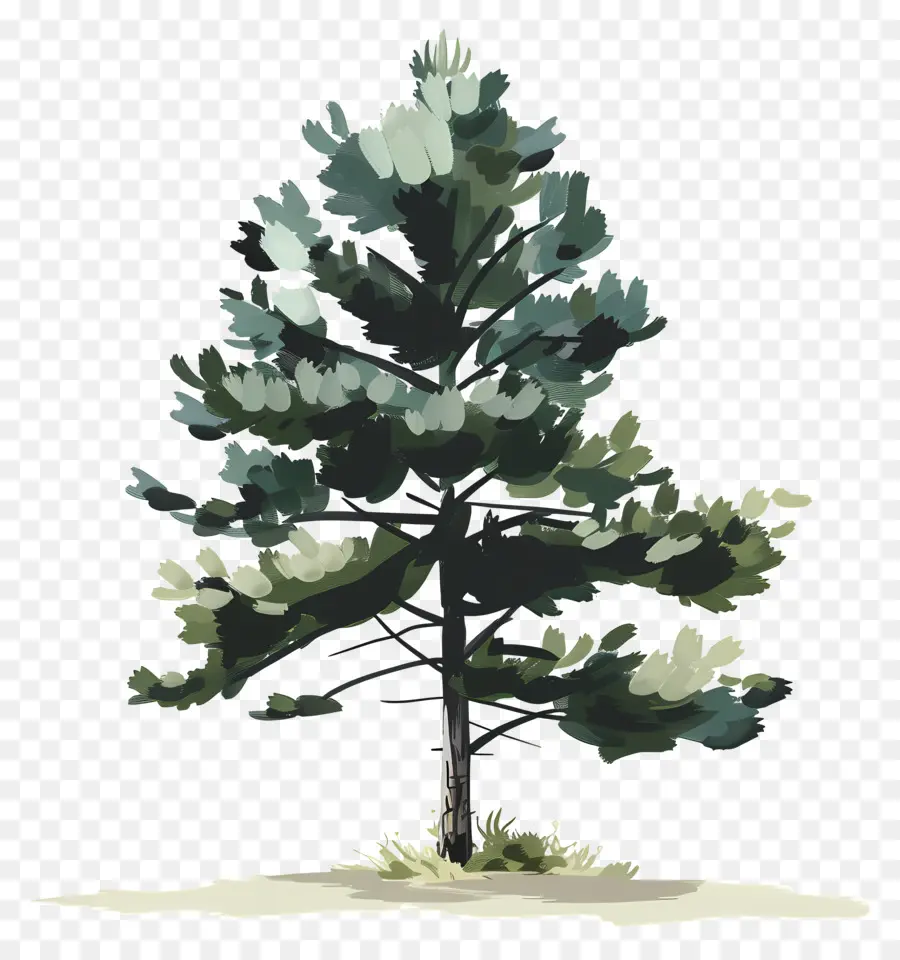 Pine Tree，зеленое дерево PNG